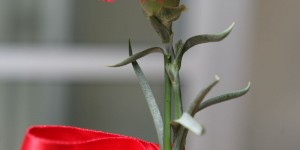 karanfil karanfil